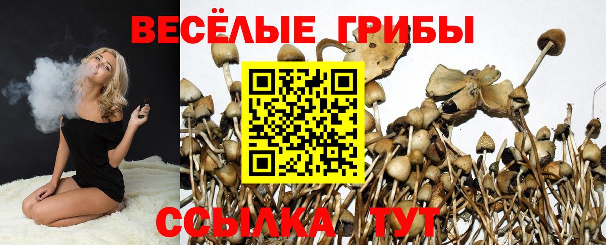 Дедовск  где продают наркотики  Вход с VPN  Галлюциногенные грибы Cubensis 